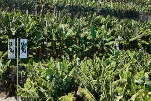 Ponta Do Sol : Führung durch das Bananenmuseum von Madeira