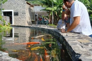 Ponta Do Sol : Führung durch das Bananenmuseum von Madeira