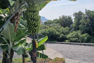 Ponta Do Sol : Führung durch das Bananenmuseum von Madeira