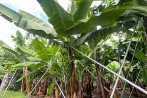 Ponta Do Sol : Führung durch das Bananenmuseum von Madeira