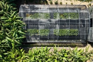 Ponta Do Sol : Visita guiada al Museo del Plátano de Madeira