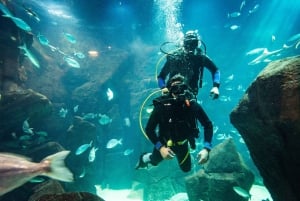 Porto Moniz: Diving with Sharks and Rays in Madeira Aquarium