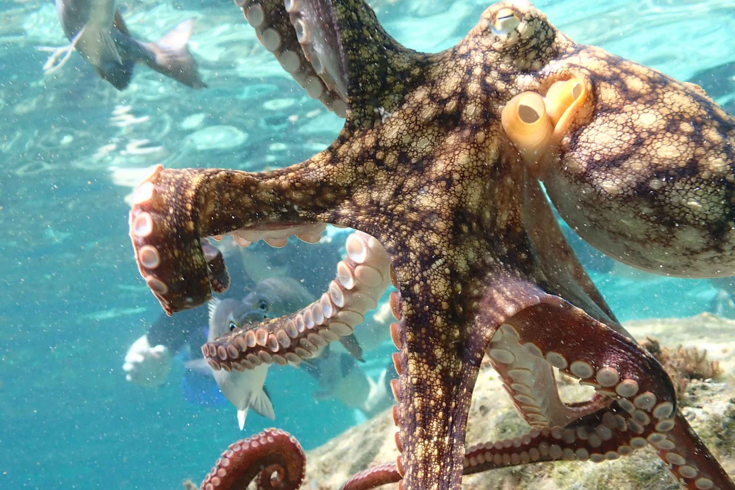 Porto Santo: Guidet snorkeltur i beskyttede farvande