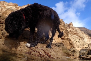Porto Santo: Guidet snorkeltur i beskyttede farvande