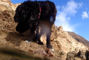 Porto Santo: Guidet snorkeltur i beskyttede farvande