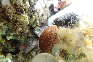 Porto Santo: Guidet snorkeltur i beskyttede farvande