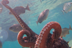 Porto Santo: Guidet snorkeltur i beskyttede farvande
