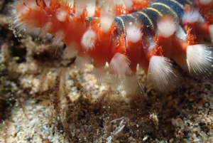 Porto Santo: Guidet snorkeltur i beskyttede farvande