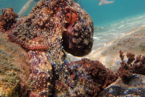 Porto Santo: Guidet snorkeltur i beskyttede farvande
