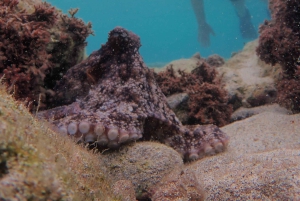 Porto Santo: Guidet snorkeltur i beskyttede farvande