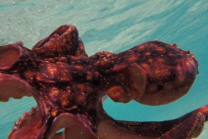 Porto Santo: Guidet snorkeltur i beskyttede farvande