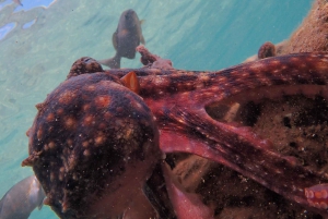 Porto Santo: Guidet snorkeltur i beskyttede farvande
