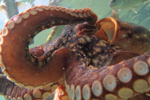 Porto Santo: Guidet snorkeltur i beskyttede farvande