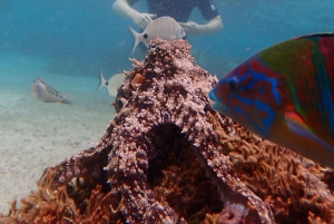 Porto Santo: Guidet snorkeltur i beskyttede farvande