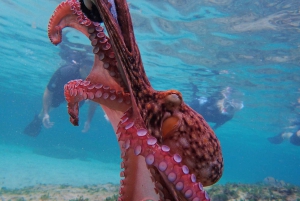 Porto Santo: Guidet snorkeltur i beskyttede farvande