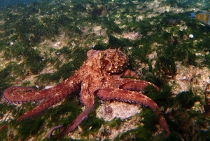 Porto Santo: Guidet snorkeltur i beskyttede farvande