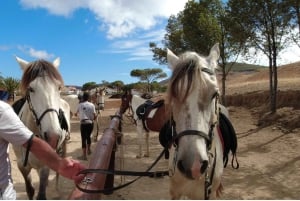 Île de Porto Santo : équitation