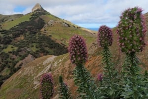 Porto Santo: Terra Chã og Pico Branco Vandretur