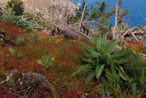 Porto Santo: Terra Chã og Pico Branco Vandretur