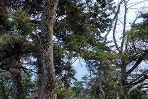 Porto Santo: Terra Chã og Pico Branco Vandretur