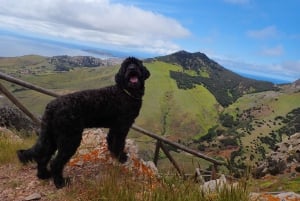 Porto Santo: Terra Chã og Pico Branco Vandretur