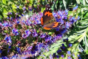 Privat - Gastro-Wanderung mit Levada Walk und lokalem Essen