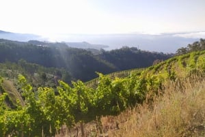 Private Half-Day Tour of Wine Fields