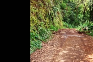 Private halfday & Eucalyptus forest Offroad