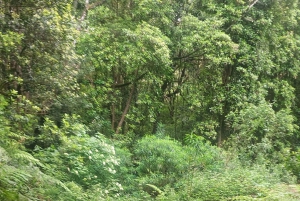 Private halfday & Eucalyptus forest Offroad