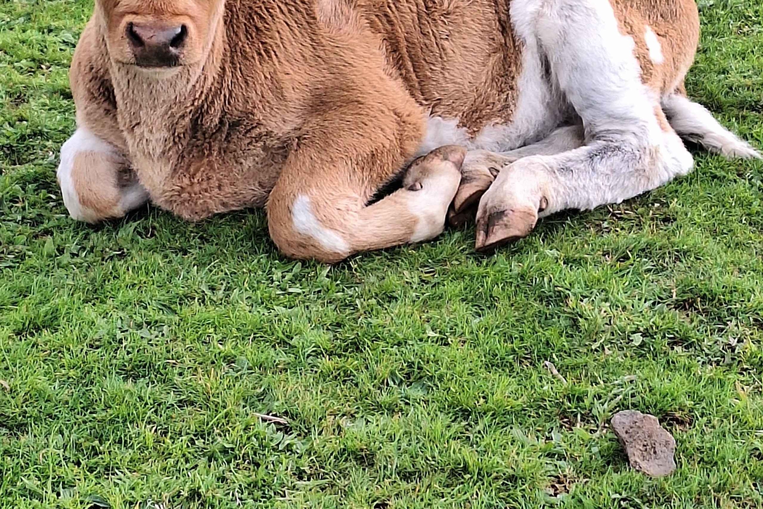 Privat heldagstur til Madeiras højdepunkter