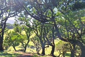 Privat heldagstur til Madeiras højdepunkter