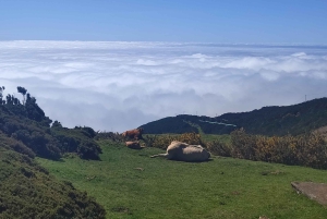 Minibus privé 8 places.