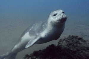 Private tour | Ponta de São Lourenço (Scuba & Snorkeling)