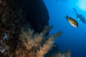 Private tour | Ponta de São Lourenço (Scuba & Snorkeling)