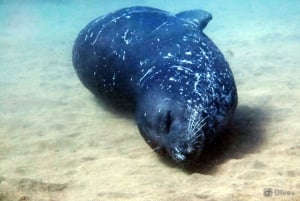 Private tour | Ponta de São Lourenço (Scuba & Snorkeling)