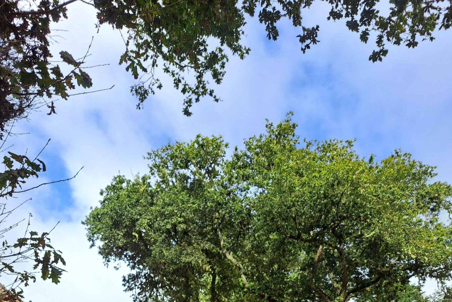 Queimadas Caldeirão Verde Vandring med guide