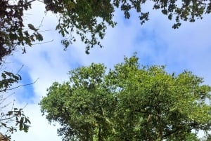 Queimadas Caldeirão Verde Vandring med guide