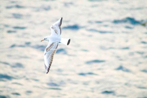 Quinta do Lorde: Kajakupplevelse i Ponta de São Lourenço