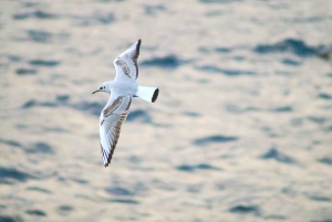 Quinta do Lorde: Taksówka wodna Ponta de São Lourenço