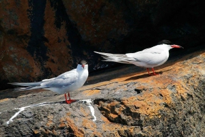 Quinta do Lorde: Taksówka wodna Ponta de São Lourenço
