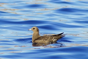 Quinta do Lorde: Taksówka wodna Ponta de São Lourenço
