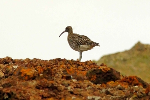 Quinta do Lorde: Taksówka wodna Ponta de São Lourenço