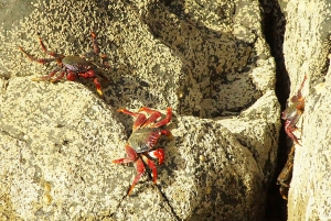 Quinta do Lorde: Taksówka wodna Ponta de São Lourenço