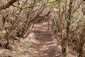 Rabaçal: 25 Fontes & Risco Levada Hiking Transfer