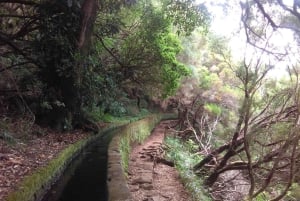 Rabaçal: 25 Fontes & Risco Levada Hiking Transfer