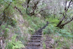 Rabaçal: 25 Fontes & Risco Levada Hiking Transfer
