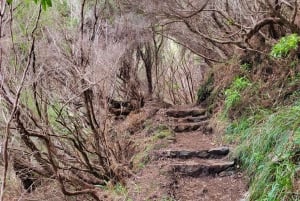 Rabaçal: 25 Fontes & Risco Levada Hiking Transfer