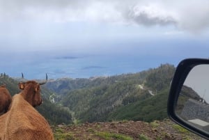 Rabaçal: 25 Fontes & Risco Levada Hiking Transfer
