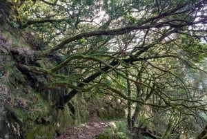 Rabaçal: 25 Fontes & Risco Levada Hiking Transfer