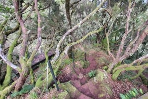 Rabaçal: 25 Fontes & Risco Levada Hiking Transfer